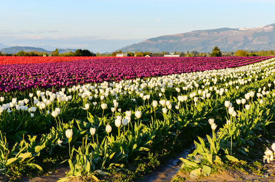 Fields of purple, red, white tulips in full bloom and clear blue sky at farm in Skagit Valley, Mount Vernon, Washington, US.  Mountain, classic barn in horizontal. Springtime, agricultural  background