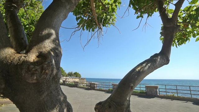 Trees in Alghero seafront, Italy