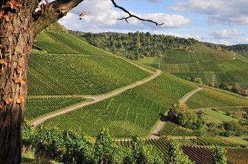 Weinanbau bei Uhlbach, Stuttgart