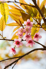 Pink cherry blossom in winter season,Chiangmai,northern of Thailand