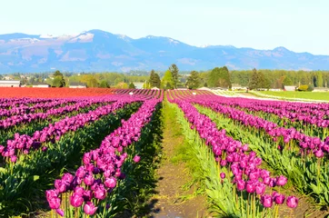 Gordijnen Fields of purple, red, white tulips in full bloom and clear blue sky at farm in Skagit Valley, Mount Vernon, Washington, US.  Mountain, classic barn in horizontal. Springtime, agricultural  background © trongnguyen