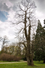 Großer Baum im Park