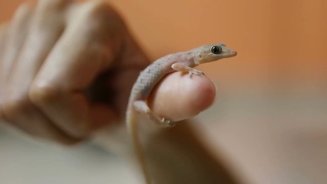 Gecko lizard on the human hand Close-up.