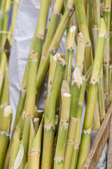 Sugarcane bagasse, source of sweet sugar for food and nature fiber recycle for biofuel pulp and building materials.