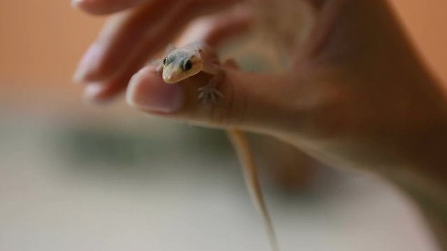 Gecko lizard on the human hand Close-up.