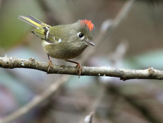 Ruby-crowned Kinglet Perched on a Branch