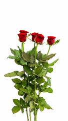 red rose isolated