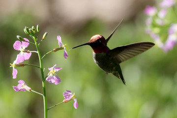 Backlit Anna's Hummingbird in Flight