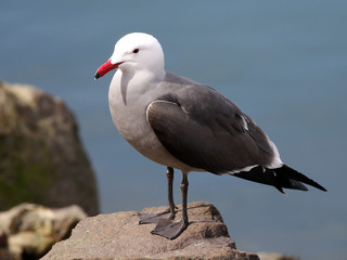 Heermann's Gull on a Rock