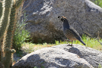 California Quail Stepping