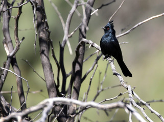 Male Phainopepla in a Bush