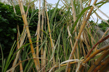 Fototapeta premium sugar cane plantation