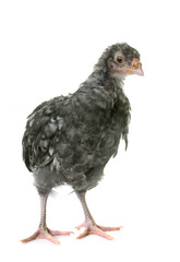 chick araucana in studio
