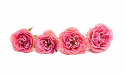 Pink little rose