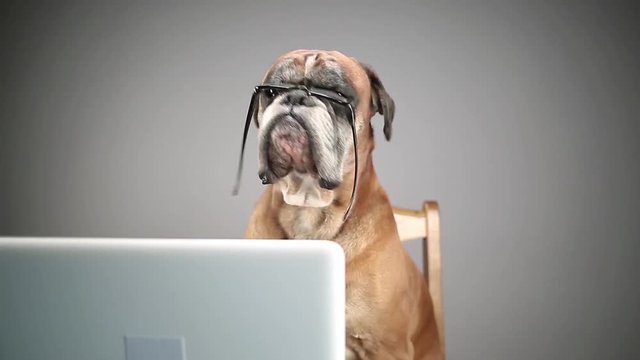 Boxer dog working on laptop and taking off eyeglasses.
