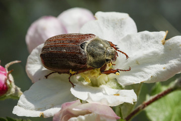 Maikäfer