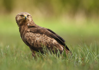 Naklejka na ściany i meble Lesser spotted eagle (Clanga pomarina)