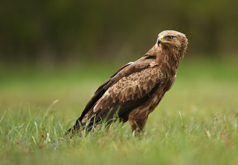 Lesser spotted eagle (Clanga pomarina)