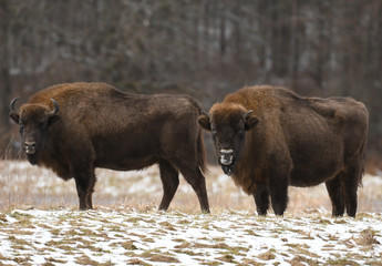 Fototapeta premium European bison (Bison bonasus)