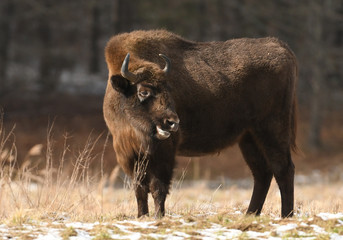 European bison (Bison bonasus) © Piotr Krzeslak