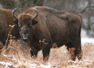 European bison (Bison bonasus)