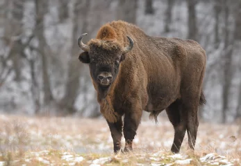 Foto op Plexiglas Europese bizon (Bison bonasus) © Piotr Krzeslak