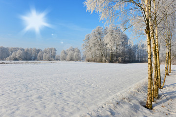 Winter landscape