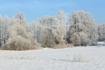 Winter landscape