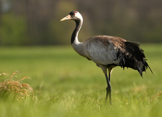 Common crane (Grus grus)