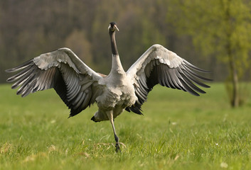 Common crane (Grus grus)