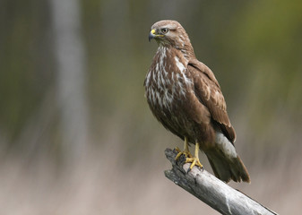 Common buzzard (Buteo buteo)