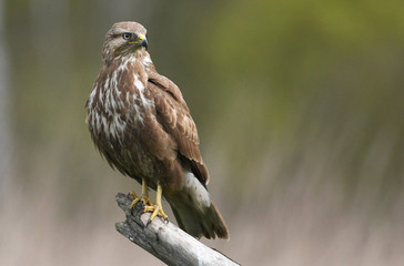 Common buzzard (Buteo buteo)