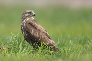 Obraz premium Common buzzard (Buteo buteo)