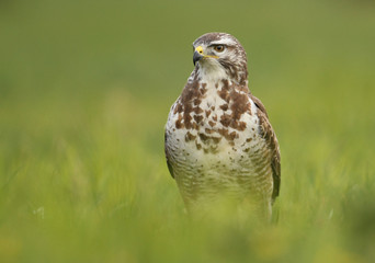 Common buzzard (Buteo buteo)