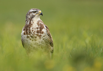 Common buzzard (Buteo buteo)