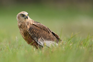 Marsh harrier (Circus aeruginosus)