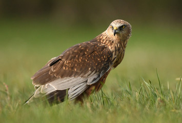Marsh harrier (Circus aeruginosus)