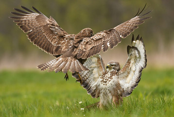 Fighting common buzzards (Buteo buteo)