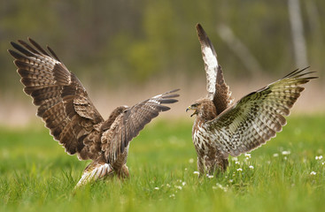 Fighting common buzzards (Buteo buteo)