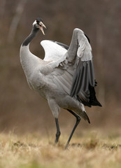 Common crane (Grus grus)