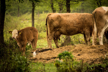 Cows in Field in Rain