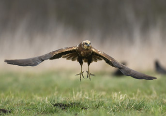 Marsh harrier (Circus aeruginosus)