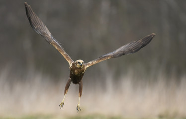 Marsh harrier (Circus aeruginosus)