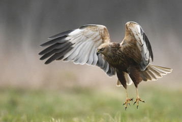Marsh harrier (Circus aeruginosus)