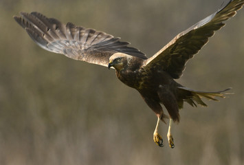 Marsh harrier (Circus aeruginosus)