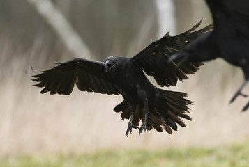 Common raven (Corvus corax)