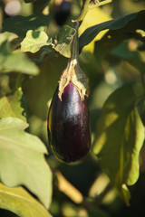 ripe purple eggplant growing in a greenhouse in the Brazil