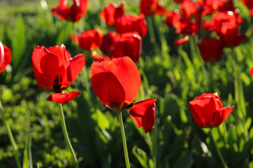 Fototapeta na wymiar Flowering tulips in a spring garden