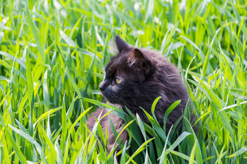 Portrait Waldkatze in Schwarz mit langen Haaren im Feld