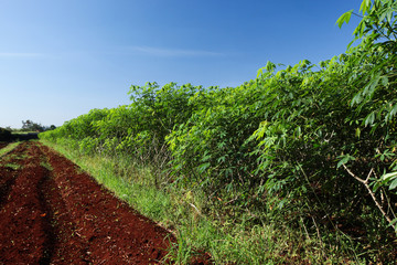 Cassava (manioc, tapioca or yuca) field